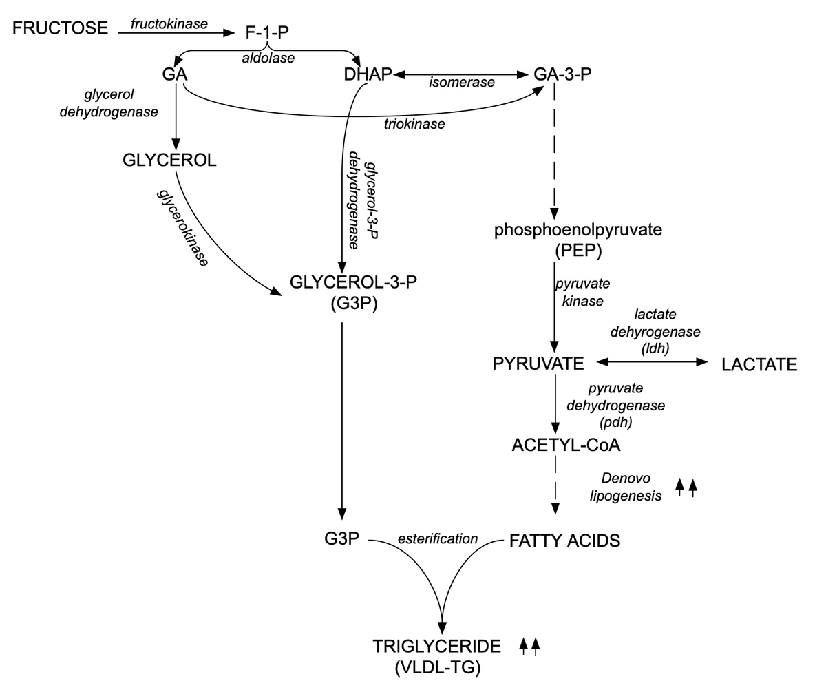 Toxic Fructose