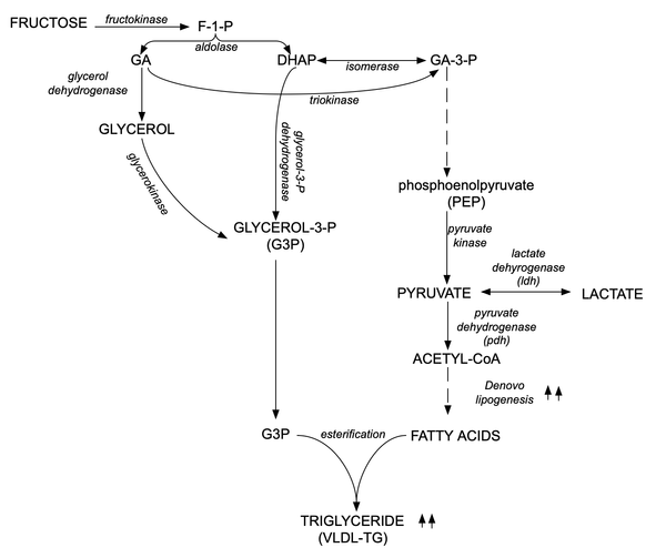 Toxic Fructose